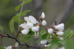 Black locust